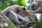 Baby Monkey Sleeping Soundly in Mother\'s Bossom