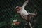 Baby Monkey Swinging on a fence in Bannerghatta National Park,India