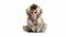 Baby Monkey on white background