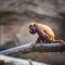 Baby of monkeyes Venezuelan Red Howlers on the tree branch