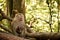 Baby monkeys receive care from his mother