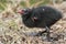 Baby moorhen