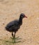 Baby Moorhen