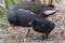 Baby moorhen and parent