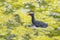 Baby Moorhen Swimming In Seaweed