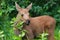 Baby Moose Calf