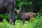 Baby moose calf in the wild - Stock image