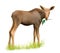 Baby moose eating tree branch. Isolated Illustrati