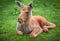 Baby moose resting in the grass.