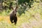 Baby Moose Standing in a Sunlit Meadow