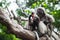 Baby and mother dusky leaf monkey