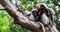 Baby and mother dusky leaf monkey