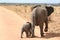 Baby and mother Elephant