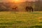 Baby and mother horse on the field grass