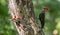 Baby and Mother Pileated Woodpecker in Tree
