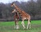 Baby and mother reticulated giraffes