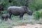 Baby and mother rhinoceros with oxpecker
