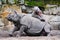 Baby and mother rhinoceroses near rocks