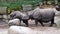 Baby and mother rhinoceroses near rocks