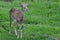 Baby mouflon on the green grass