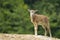 Baby mouflon standing on a hill