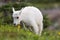 Baby Mountain Goat Grazing