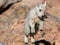 Baby Mountain Goat Kid Leaping on Rocks