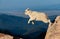 Baby Mountain Goat Lamb Jumping on Rocks