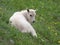 Baby Mountain Goat Lying Down