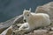 Baby Mountain Goat on Mt. Evans