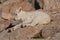 A Baby Mountain Goat Napping in the Sun