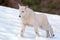 Baby Mountain Goat stretching in Olympic National Park snowfield in Washington State