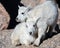 Baby Mountain Goat Twins Showing Affection