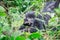 Baby Mountain gorilla chewing on a stick.