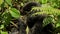 A baby mountain gorilla feeds in Bwindi Impenetrable Forest.