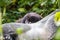 Baby Mountain gorilla hiding behind a Silverback