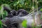 Baby Mountain gorilla hiding behind a Silverback.