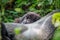 Baby Mountain gorilla hiding behind a Silverback.