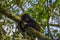 Baby mountain gorilla looking very cute while hanging onto tree