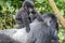 Baby Mountain gorilla on a Silverback.