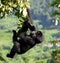 A baby mountain gorilla on a tree. Uganda. Bwindi Impenetrable Forest National Park.