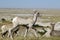 Baby Mule Deer in Badlands