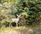 The baby mule deer (Odocoileus hemionus) standing at the blue t
