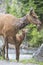 Baby Mule Deer peeps around his mom.