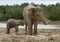 Baby with mum of the Asian elephant. Indonesia. Sumatra. Way Kambas National Park.