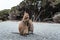 Baby and mum quokka eating green twigs. Cute quokkas on Rottnest Island, Western Australia