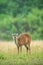 Baby Muntjac in the rain