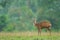 Baby Muntjac in the rain