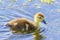 Baby Muscovy Duck On Water