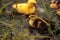 Baby Muscovy ducklings Cairina moschata flock